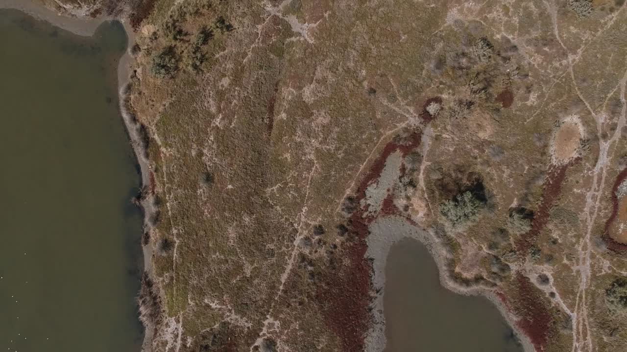 Aerial View of a Lake Shoreline with Marshland Vegetation