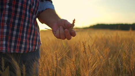 close-up of a man an elderly farmer touching wheat spikelets or tassels at sunset in a field in slow motion. field of cereals