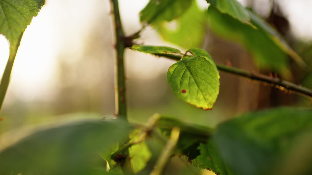 바람에 움직이는 초록색 잎, 느린 동영상 4k