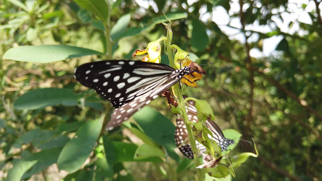 mariposa monarca en su hábitat natural durante la primavera en la india - blanco, naranja, marrón - estampado negro - dos mariposas a cámara lenta