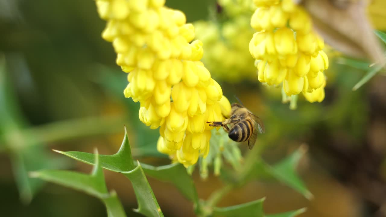 macro: abeja polinizando lentamente las flores de mahonia lomariifolia