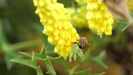 macro: bee slowly pollinating flowers of mahonia lomariifolia