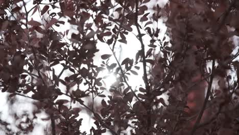 Sun-shines-through-a-bush-with-delicate-orange-leaves