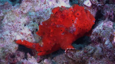 red-warty-frogfish