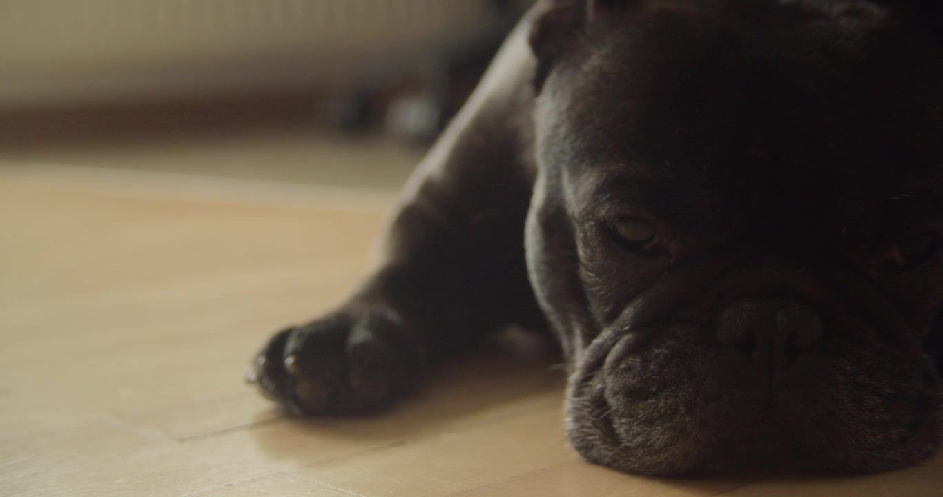 Um close-up de um autêntico buldogue francês preto descansando e dormindo em um piso de madeira minimalista. Perfeito para conteúdo sobre bem-estar de animais de estimação, vida doméstica e companhia animal.