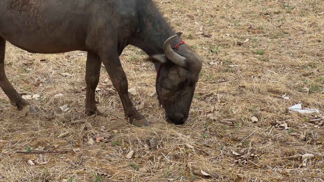 Closeup shot of domastic Buffalo grazing in the field