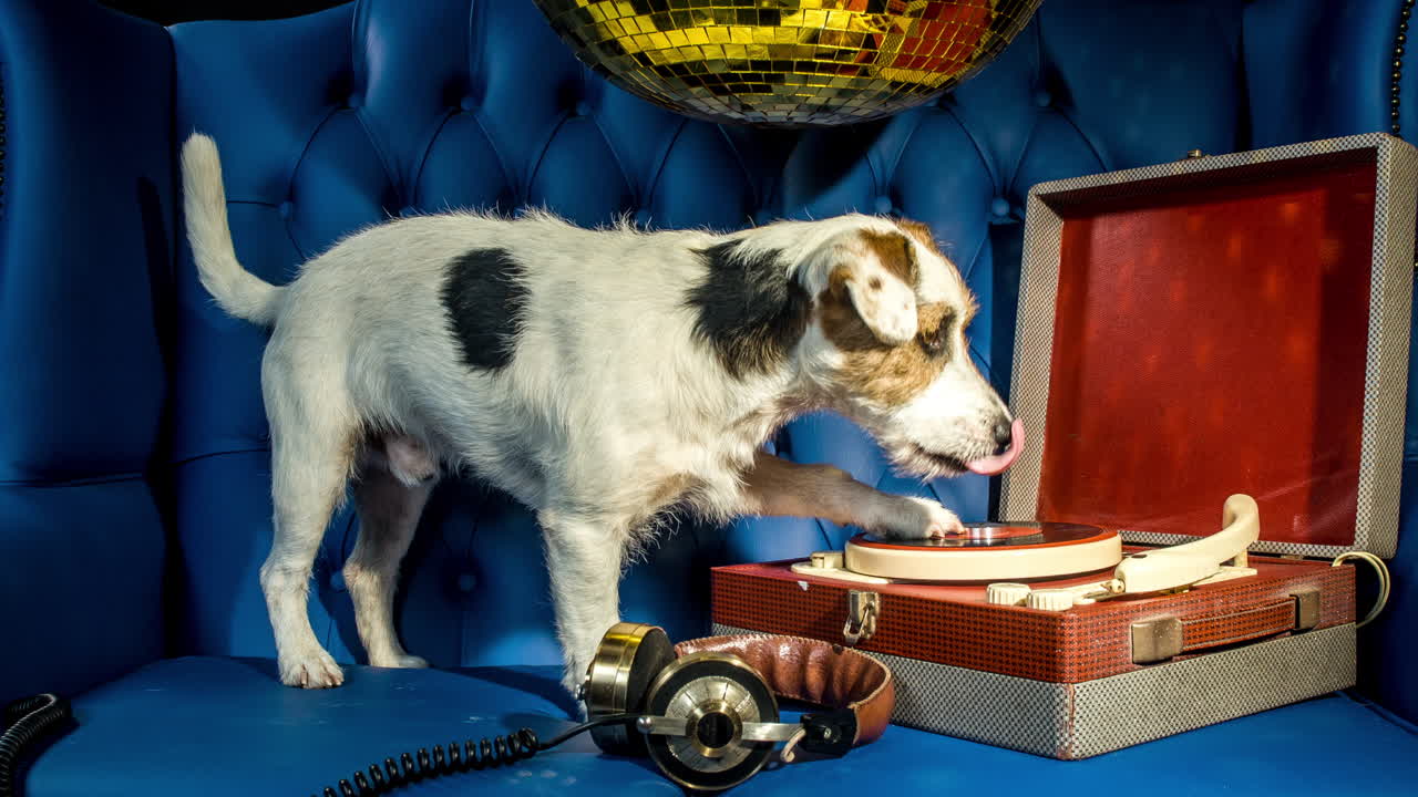 개 레드 레코드 4k 05