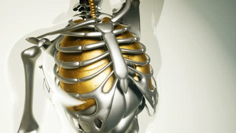 human lungs model with all organs and bones