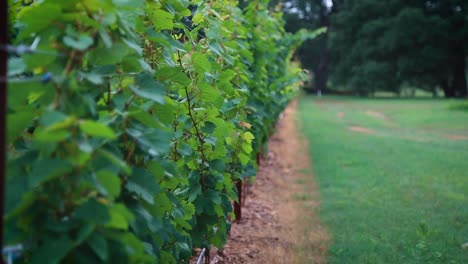 green grapevine leaves on vineyard during harvest pan up to blue cloudy sky
