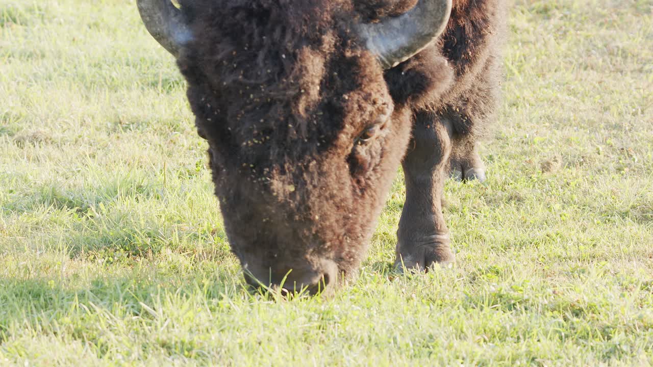 Close up bison eats green grass short, breath frosty on cool morning