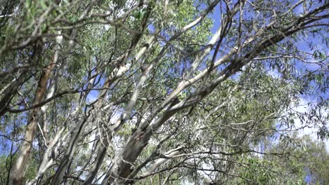 pájaro en la fauna arbórea australiana en el interior seco