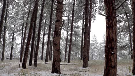 Snowfall-in-the-woods-during-daytime