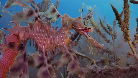 Dragón-De-Mar-Frondoso-Con-Huevos-4k-Cámara-Lenta-Sur-De-Australia