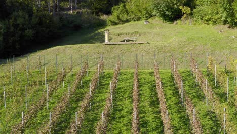 aerial view of vineyard in sittersdorf, austria