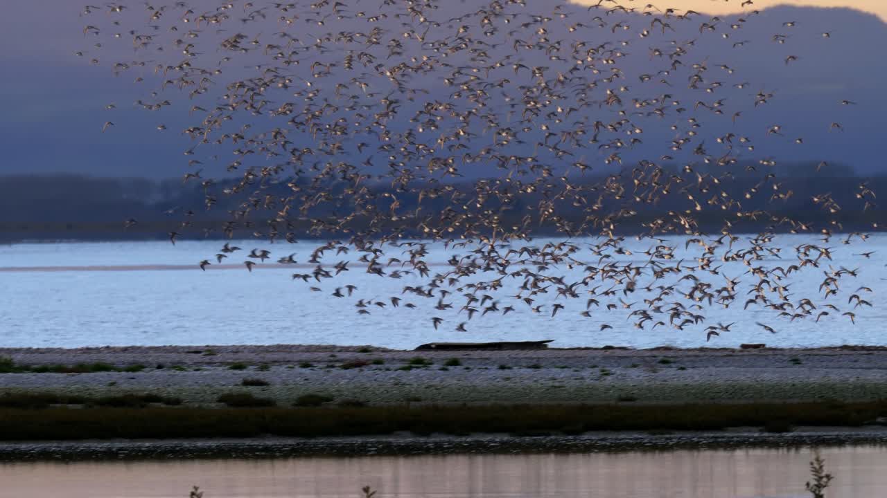 seguimiento de bandadas de aves wrybill y godwits en formación de murmulado