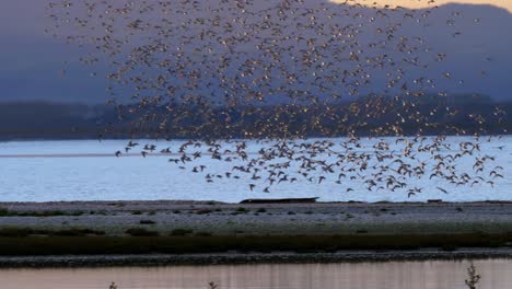 following flock of wrybill and godwits birds in murmuration formation