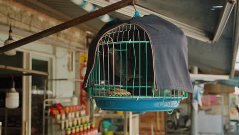 bird in a cage phucoc vietnam fukok 20 of 55