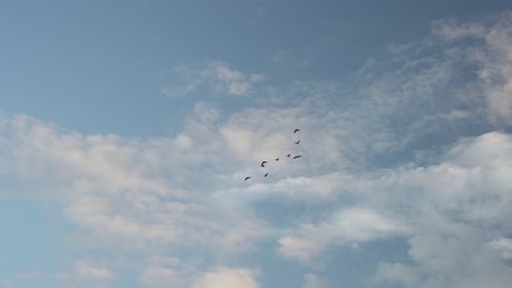 looking up at sillhouute of birds flying against light clouds and blue sky