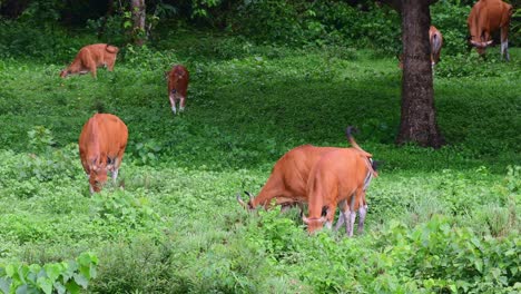 4k-Toros-Herbívoros,-Bos-Javanicus