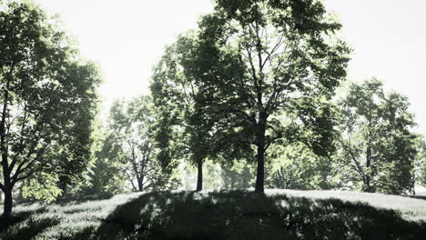 un día soleado en el bosque