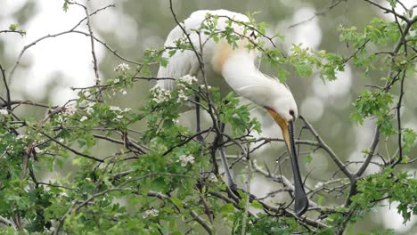 Espátula-Usa-Pico-Largo-Y-Plano-Para-Recoger-La-Rama-Superior-Del-árbol-Para-Usar-En-El-Nido---Toma-Completa