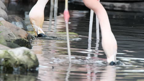 los flamencos rosados arrastran los picos de un lado a otro para colar la comida del agua