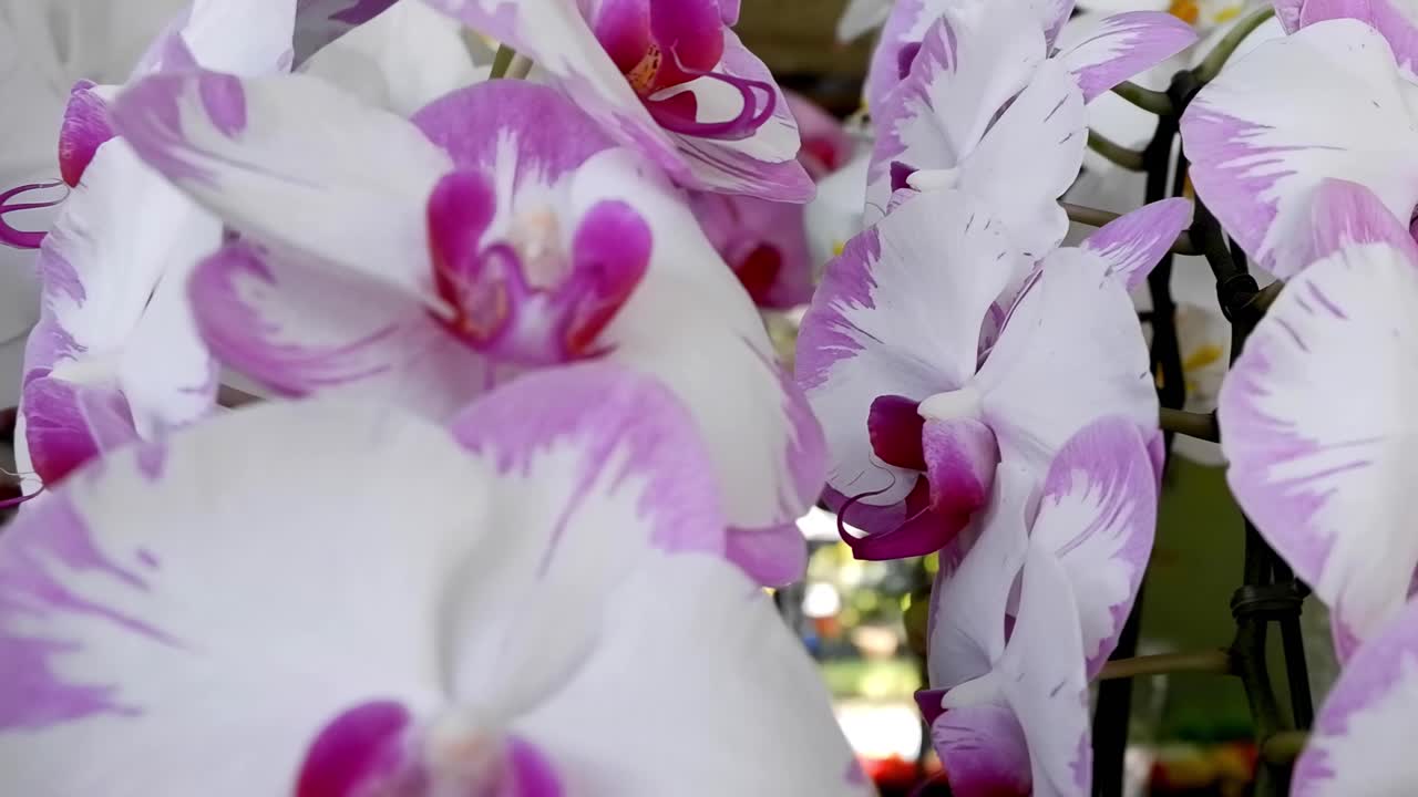 A detailed view of pink and white orchids with speckled patterns, showcasing their delicate beauty.