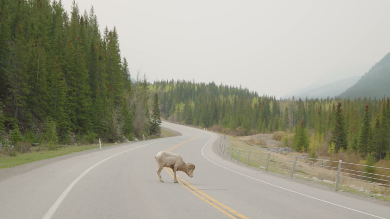 Deserted Canadian road with bighorn sheep licking asphalt dust.