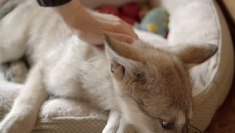 baby gray wolf getting pet and eating fresh venison