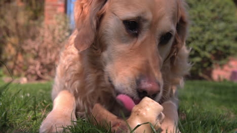 golden retriever lying in garden chewing bone