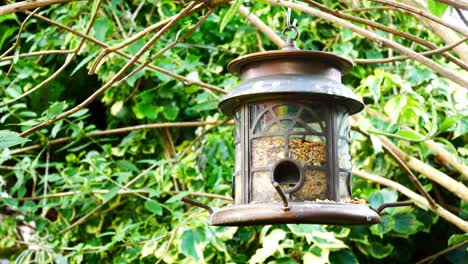 ornate metal garden bird feeder filled with seeds and nuts swaying from branch in the breeze