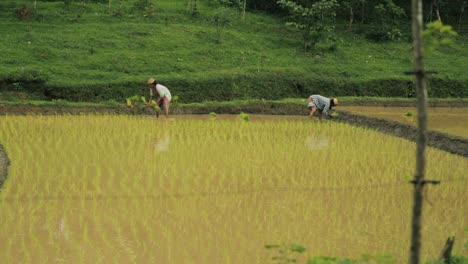 Toma-Estática-De-Agricultores-Irreconocibles-Plantando-Arroz-En-Arrozales