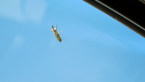 un insecto volando lejos de una ventana de coche