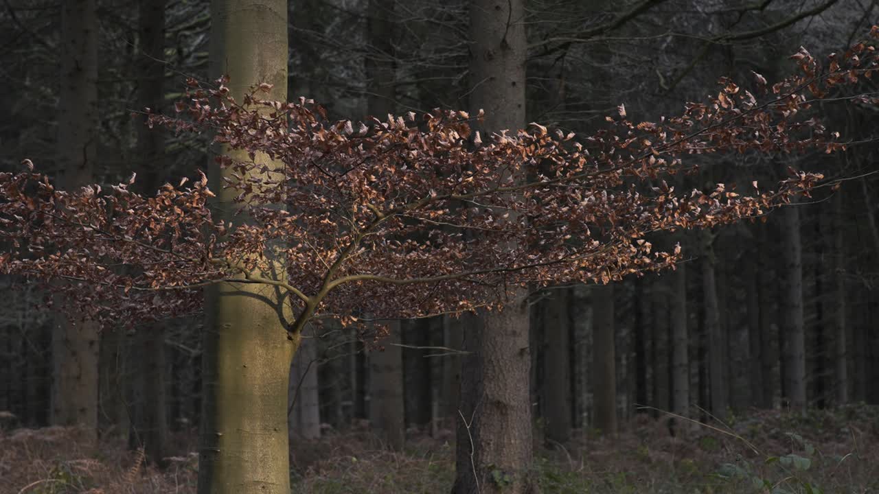 Winter Sun Spills Onto Dry Leaves In Forest 4K
