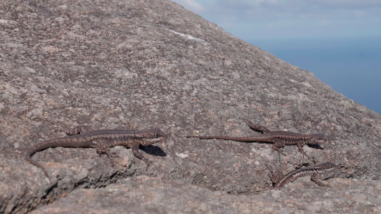 브라질 리오데자네이루에 있는 3마리의 대서양 숲 도마