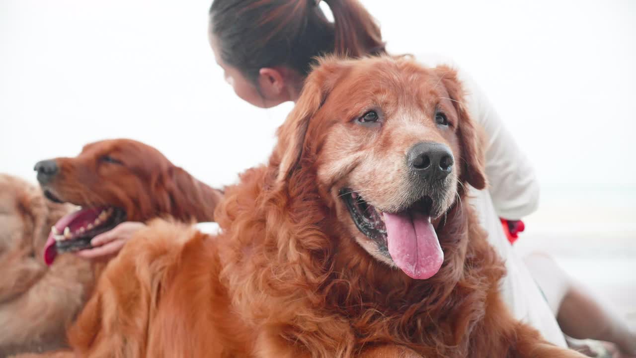 해변에서 골든 리트리버 개와 함께 모래에 앉아있는 아시아 여성.