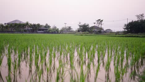 green rice paddy field with reflections and rural background