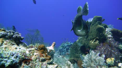 camera follows a curious porcupine fish also called puffer fish along the reef bottom