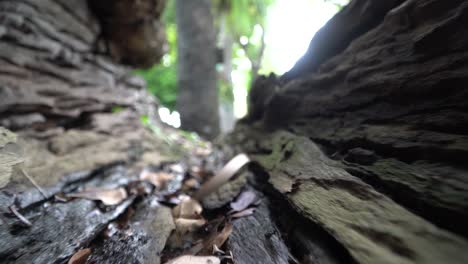 dry tree trunks have hollow in the tree