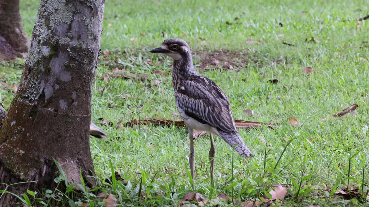 두 마리의 어린 새가 공원을 돌아다니며 탐험합니다.