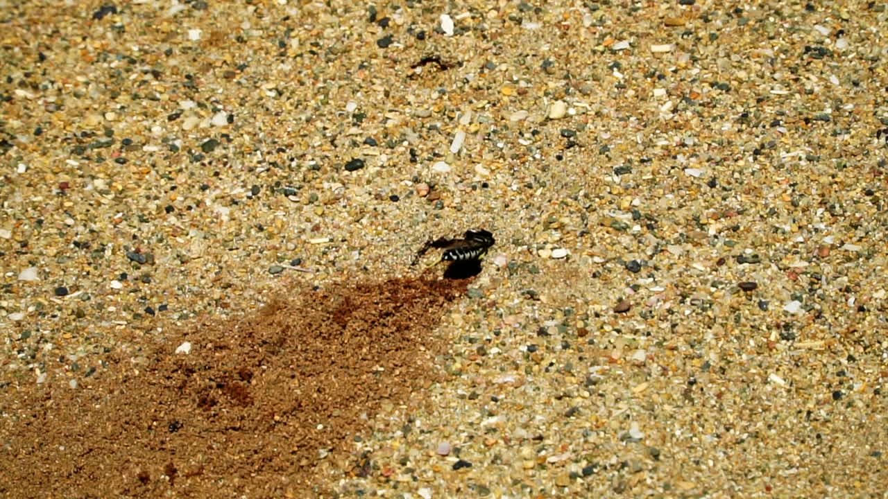 Sand wasp or bembicini digging and disappearing into burrow, slow motion close up