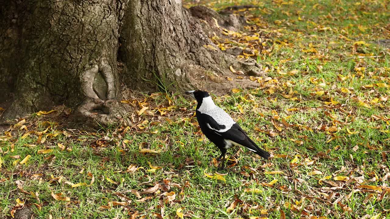 나무 근처의 잔디 위를 고 있는 마기
