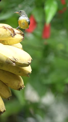 group of three orange-bellied flowerpecker birds eating bananas in the garden