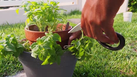 Frischen-Oregano-Aus-Dem-Topf-Schneiden