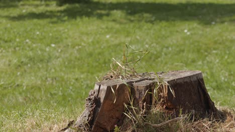 man wearing rubber boots hitting an axe into a tree stump