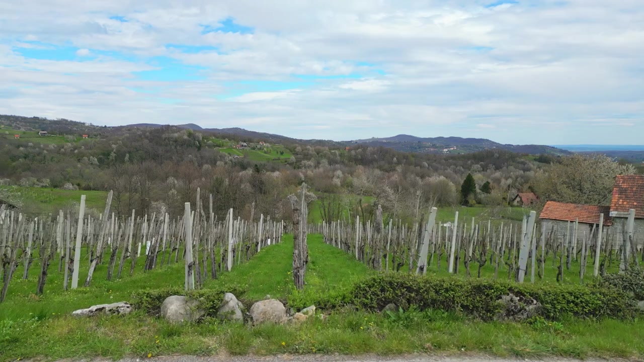 Droneperspektiv, der bevæger sig fremad gennem rækker af vinstokke i en landlig vingård i det tidlige forår, viser beskårne vinstokke, grønt græs og et naturskønt landskab med bakker i baggrunden