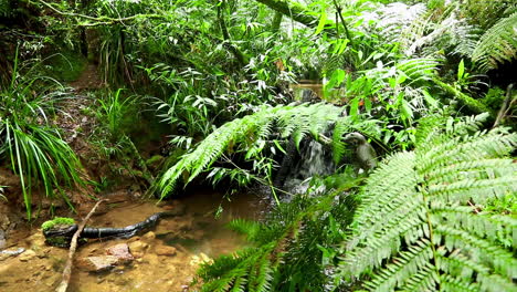 Pequeña-Cascada-En-Un-Bosque