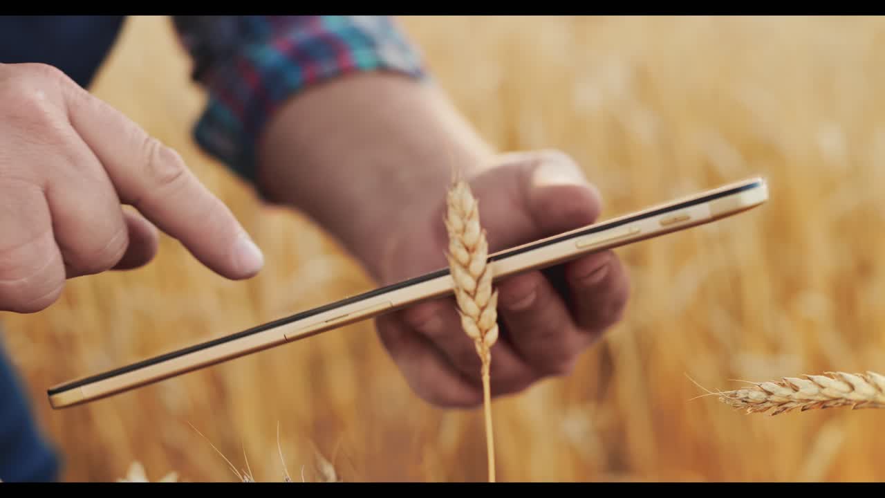 Farmer using tablet to check wheat crop