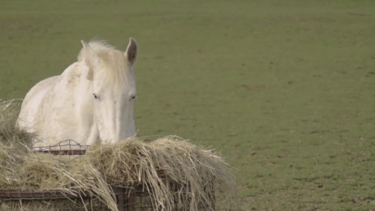 caballo blanco pastando heno en un campo