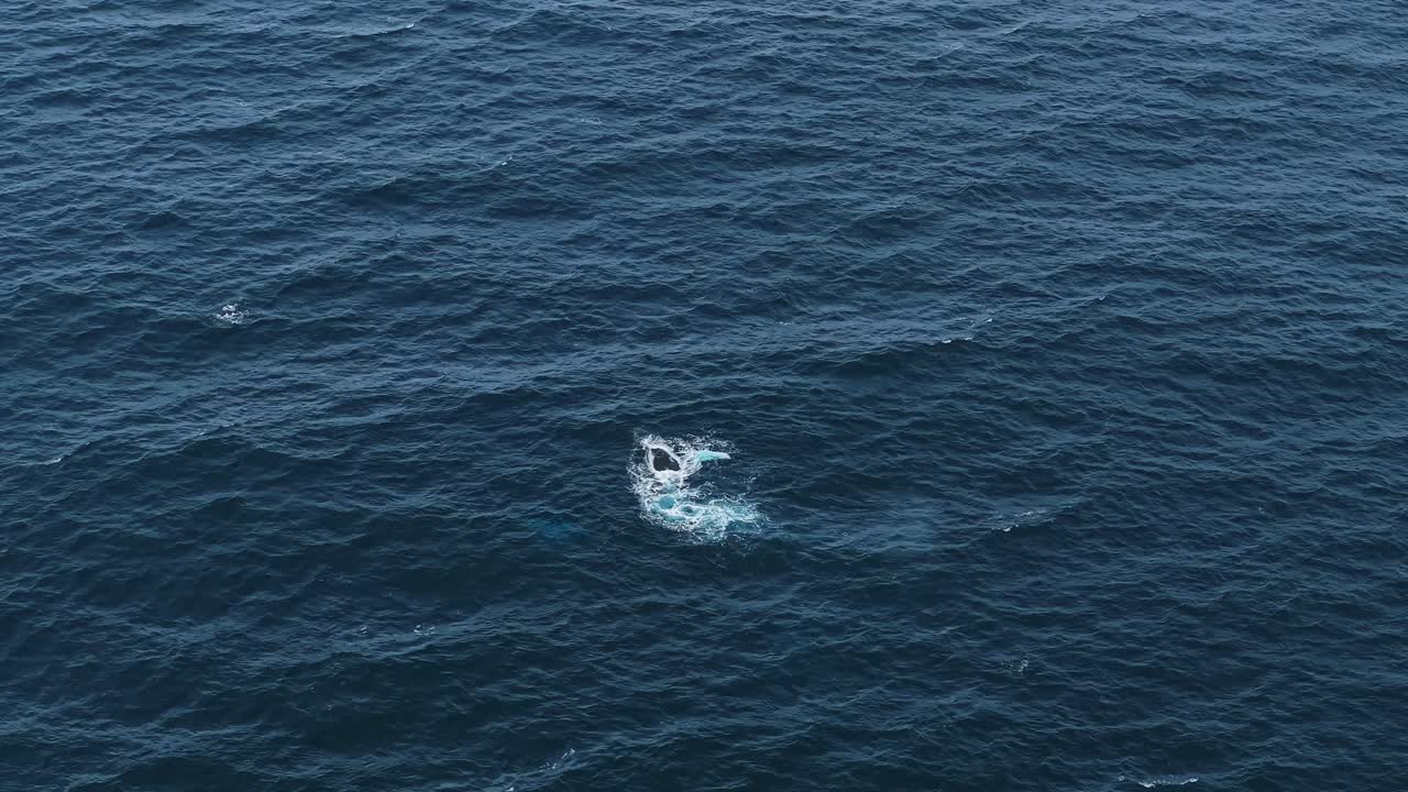 Drone captures a playful whale slapping the ocean surface with her fins, the only part visible above the water. Her rhythmic, lively movements show her energy and presence in a calm open sea moment